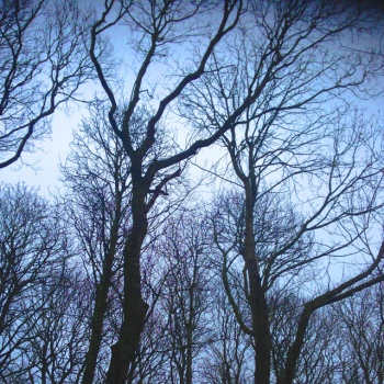 Ambient Selections
