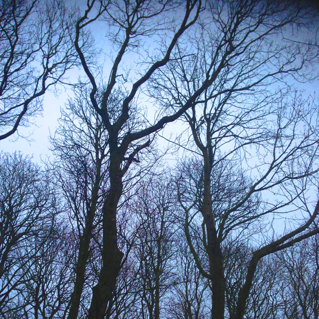 Ambient-Fall_Web
